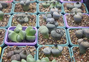 Ornamental Succulents Drucke: Small succulent plants background