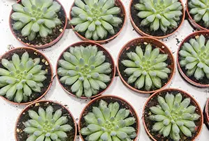 Small Potted Plants Drucke: Small succulent plants background