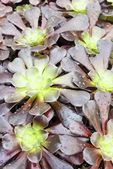 Potted Plant Arrangement Drucke: Small succulent plants background