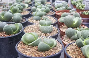 Potted Plant Arrangement Drucke: Small succulent plants background