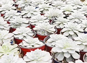 Ornamental Plant Design Drucke: Small succulent plants background