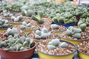 Potted Plant Arrangement Drucke: Small succulent plants background