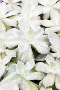 Potted Plant Arrangement Drucke: Small succulent plants background