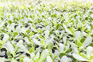 Potted Plant Arrangement Drucke: Small succulent plants background