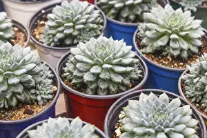 Deserted Greenhouse Scene Drucke: Small succulent plants background