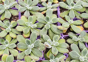 Deserted Greenhouse Scene Drucke: Small succulent plants background