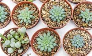 Close Up Succulents Drucke: Small succulent plants background