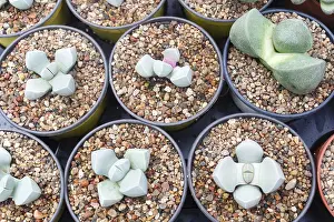 Potted Plant Arrangement Drucke: Small succulent plants background