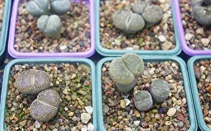 Deserted Greenhouse Scene Drucke: Small succulent plants background