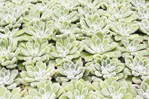 Deserted Greenhouse Scene Drucke: Small succulent plants background