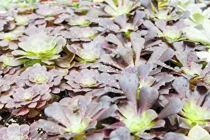 Potted Plant Arrangement Drucke: Small succulent plants background