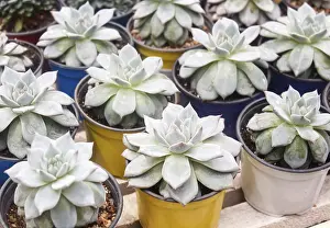 Ornamental Plant Design Drucke: Small succulent plants background