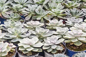 Deserted Greenhouse Scene Drucke: Small succulent plants background