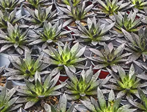 Potted Plant Arrangement Drucke: Small succulent plants background