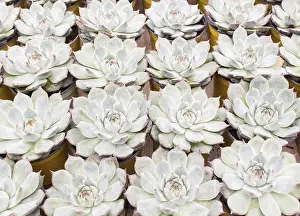 Potted Plant Arrangement Drucke: Small succulent plants background
