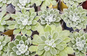 Deserted Greenhouse Scene Drucke: Small succulent plants background