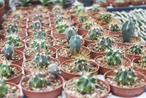 Small Potted Plants Drucke: Small succulent plants background