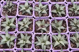 Ornamental Succulent Plants Drucke: Small succulent plants background