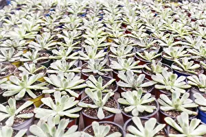 Deserted Greenhouse Scene Drucke: Small succulent plants background