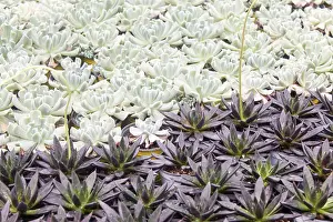 Potted Plant Arrangement Drucke: Small succulent plants background