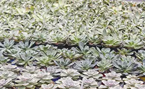 Potted Plant Arrangement Drucke: Small succulent plants background