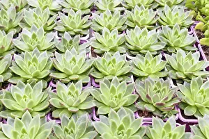 Deserted Greenhouse Scene Drucke: Small succulent plants background