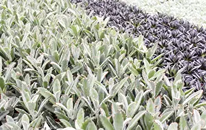 Potted Plant Arrangement Drucke: Small succulent plants background
