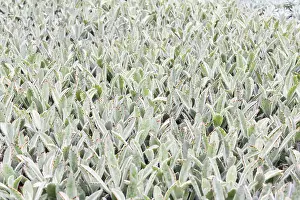Indoor Gardening Hobby Drucke: Small succulent plants background