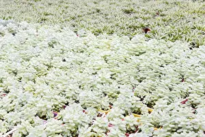 Potted Plant Arrangement Drucke: Small succulent plants background