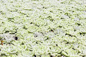 Potted Plant Arrangement Drucke: Small succulent plants background