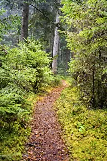 Central Europe Scenery Shots Drucke: Small tramp path through the Green Forest