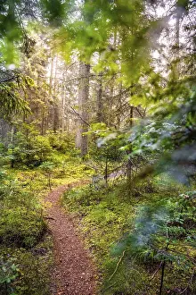 Baden Wurttemberg Scenery Drucke: Small tramp path through the Green Forest