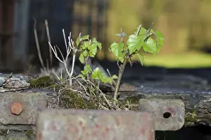 Uninhabited Forest Scenes Drucke: Small Tree Growing on a Rusty Metal Structure