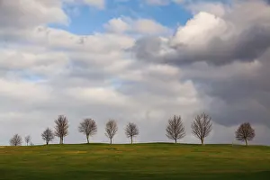 Evening Light Atmosphere Drucke: The small trees on a golf course at sunset