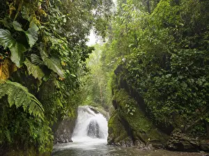 Waterfall In The Woods Drucke: Small waterfall in the cloud forest