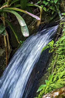 Close To Nature Photography Drucke: Small waterfall emerging among the vegetation of the rainforest