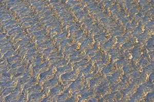 German North Sea Island Getaway Drucke: Small waves on the sandy beach with light reflections