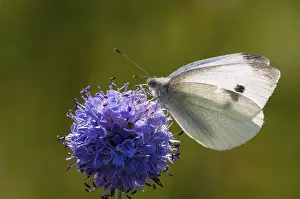 Drucke von Kleinweiße Kohl, Weißkohl, Pieris Rapae, Kleinweiß, Schmetterling, Insekten, Schmetterlinge Klein Weiß Drucke: Klein weißer Kohl, weißer Kohl.