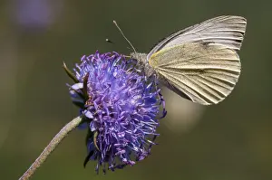 Drucke von Kleinweißkohl, Weißkohl, Pieris Rapae, Kleinweiß, Schmetterling, Insekten, Schmetterlinge Klein Weiß Drucke: Kleinweisse Kohl, Weißkohl.