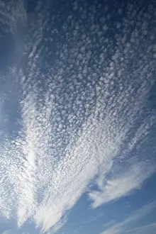 Low Angle Cloud View Drucke: Small white clouds in blue sky