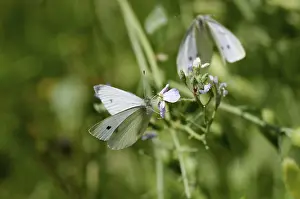 Drucke von Ein Paar Kleiner Weißer (Pieris rapae) trinkt Nektar an einer Blüte in Deutschland Klein Weiß Drucke: Zwei Kleine Weißlinge (Pieris rapae) an Blüten, Nektar, Deutschland