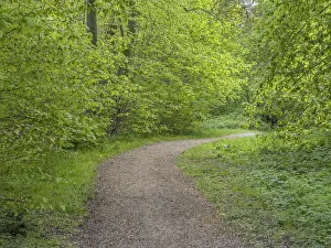 Springtime Deciduous Trees Drucke: Small winding forest path in beech forest in spring in Ystad
