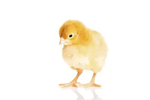 Young Bird Photography Drucke: Small yellow Easter chick. Isolated on white