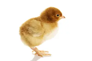 Klein gelber Osterei-Hähnchen. Isoliert auf weiß.