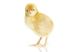 Studio Shot Chicken Drucke: One small yellow separated chicken