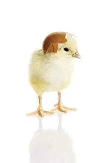 White Background Bird Drucke: One small yellow separated chicken