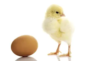 Studio Shot Of Chicken Drucke: One small yellow separated chicken and egg