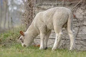 Lamb In Grass Field Drucke: Small and young lamb in pasture in spring