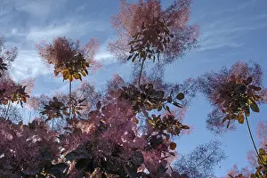 Southern Germany Nature Drucke: Smoke tree (Cotinus coggygria)
