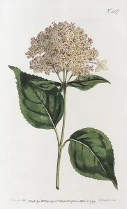 Runde Blüten-Hydrangie oder (Hydrangea arborescens)